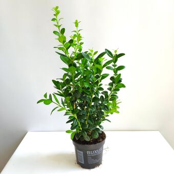 Самшит вечнозеленый (Buxus sempervirens)