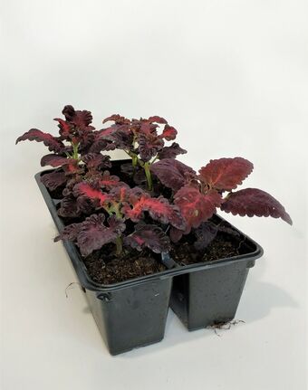 Рассада Колеус (Coleus), 6 шт.