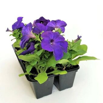 Рассада Петуния (Petunia), 6 шт