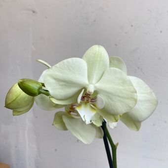 Фаленопсис Амадей 2 ств. д.12