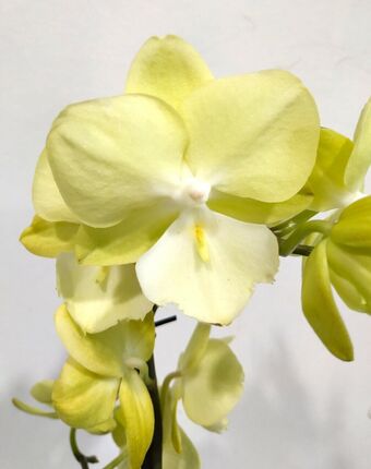 Орхидея Фаленопсис Мультифлора Желтая (Phalaenopsis Multiflora)