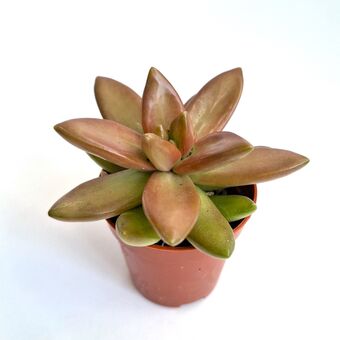 Седум Нуссбаумера (Sedum nussbaumerianum) д.5 см