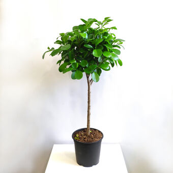Фикус Микрокарпа Моклейм переплетенный (Ficus Microcarpa Moclame) д.19/80 см