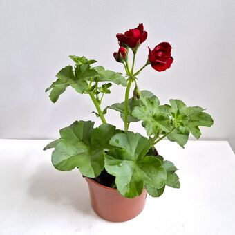 Пеларгония Плющелистная д.12 (Pelargonium Peltatum)