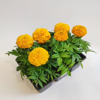 Бархатцы или Тагетесы (Tagetes) кассета 6шт. ЦВЕТА ЛЮБЫЕ