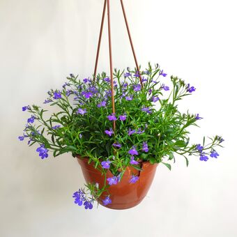 Лобелия Подвесная микс д.21 (Lobelia)