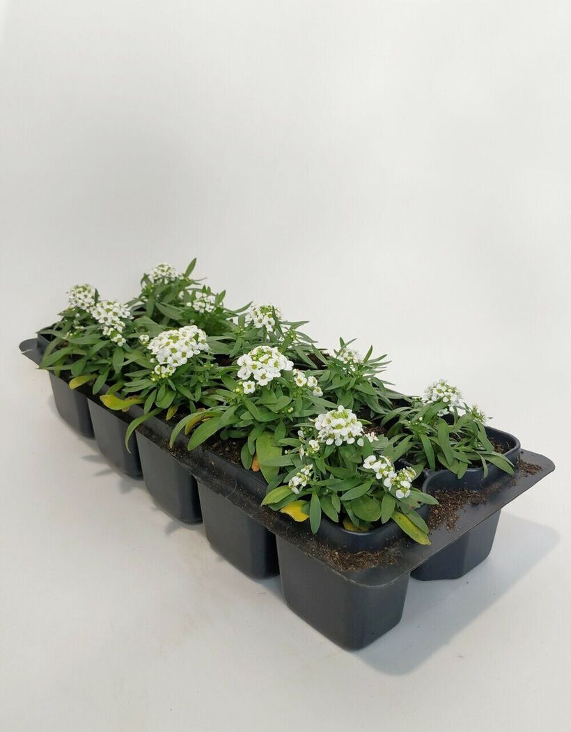 Рассада Алиссум (Alyssum), 10 шт