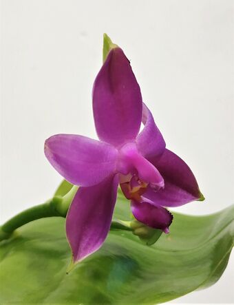 Орхидея Фаленопсис Виолацея Фиолетовая (Phalaenopsis Violacea)