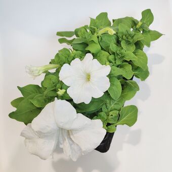 Рассада Петуния микс (Petunia), 10 шт