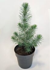 Сосна Сильверкрест (Pinus Silvercrest)