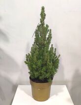 Ель Канадская Коника (Picea Glauca Conica)